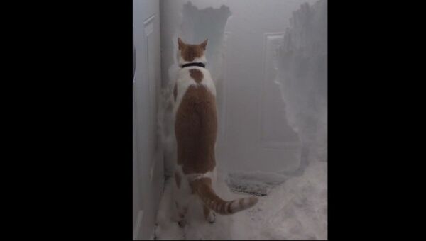 Четвероногая подмога: кот помогает очистить дом от снега