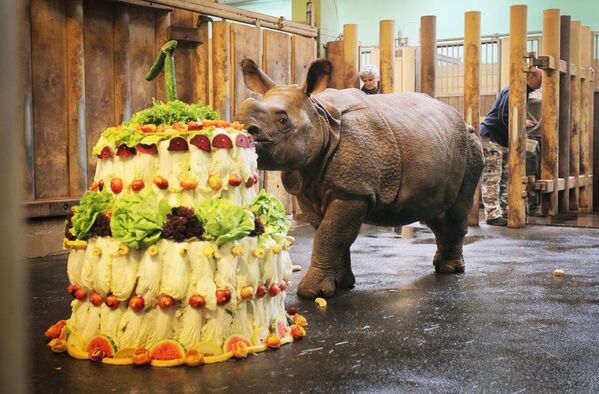 Самка индийского носорога ест праздничный торт в зоопарке Пльзеня, Чехия