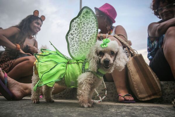 Собака в костюме во время уличного парада в честь животных, Рио-де-Жанейро, Бразилия. 2015 год