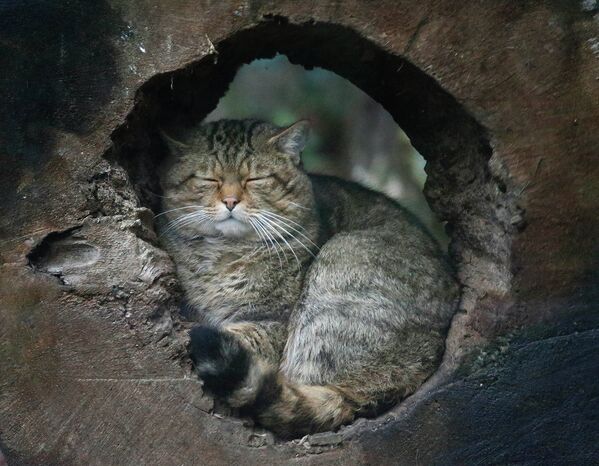 Лесной кот в зоопарке Германии. 2015 год
