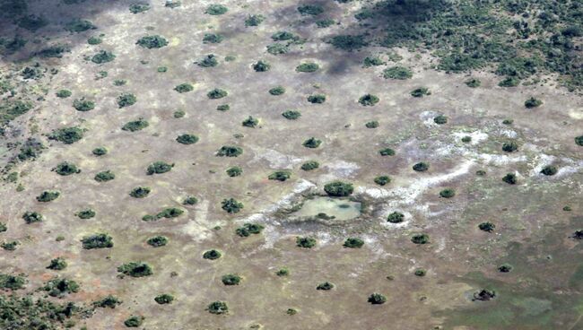 Зеленые круги на этой фотографии - термитники, окруженные островками зеленой растительности Зеленые круги на этой фотографии - термитники, окруженные островками зеленой растительности