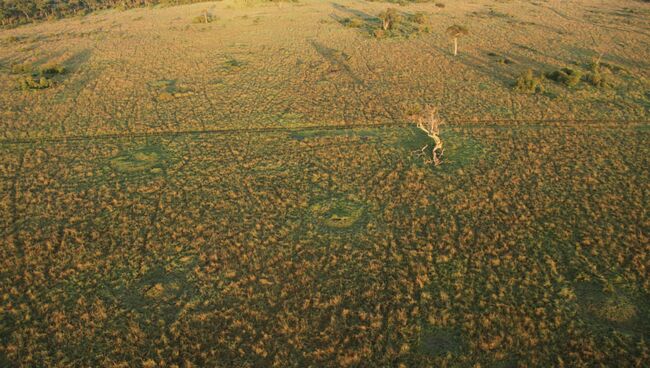 Зеленые круги на этом снимке выдают положение подземной колонии термитов, невидимой для невооруженного взгляда Зеленые круги на этом снимке выдают положение подземной колонии термитов, невидимой для невооруженного взгляда