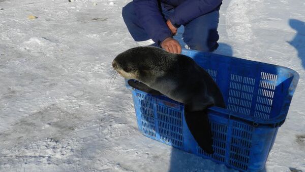 Детёныша морского млекопитающего спасли на Сахалине