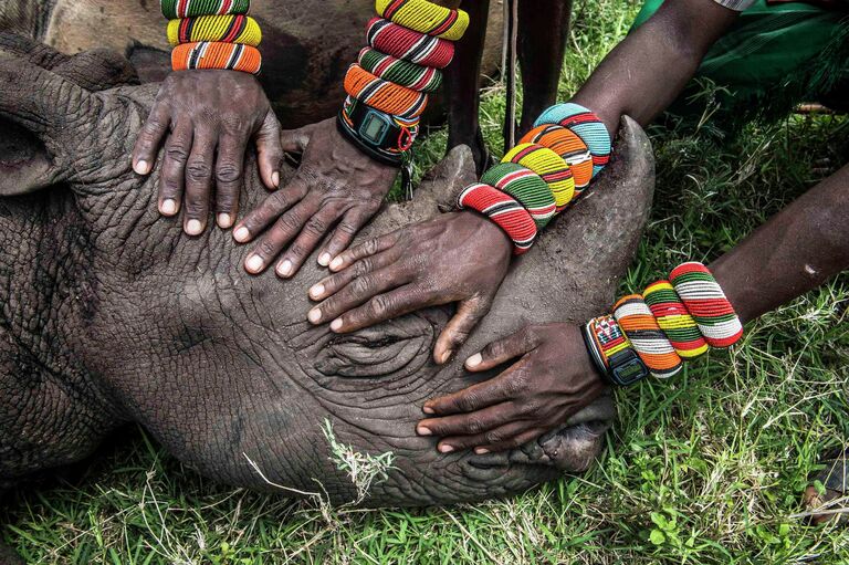 Фотография американского фотографа Эми Витале, второе место конкурса World Press Photo 2015 в категории Природа. Одиночные снимки