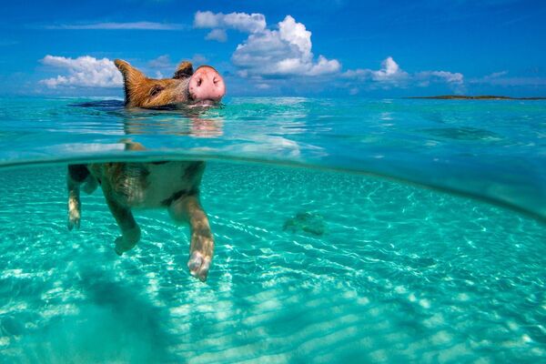 Плавающая свинка у Багамских островов