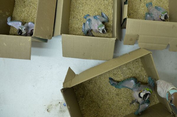 Попугаи ара конфискованные у браконьеров в зоопарке Санта-Фе в Медельине