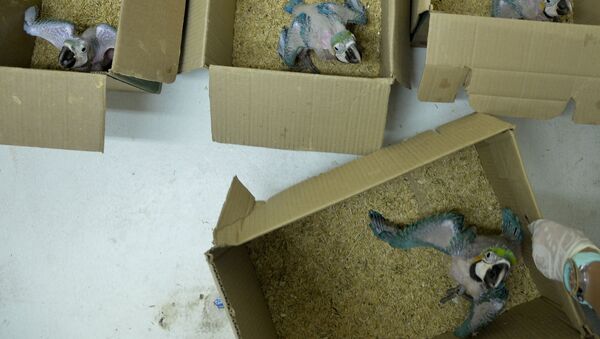 Попугаи ара в коробках. Архивное фото