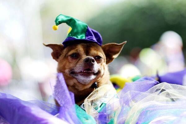 Парад-карнавал собак в Новом Орлеане