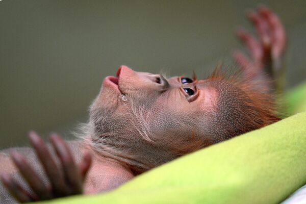 Детеныш орангутанга родившийся в Берлинском зоопарке