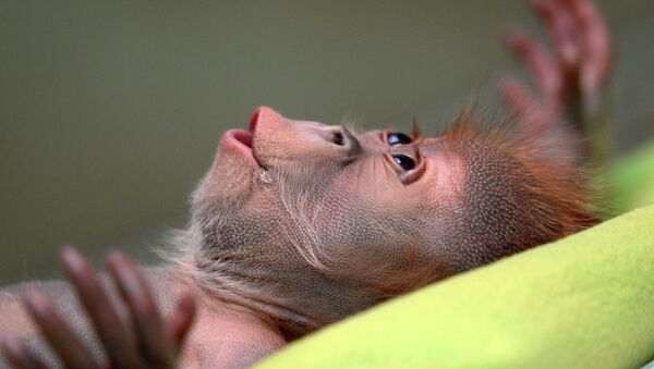Детеныш орангутанга родившийся в Берлинском зоопарке