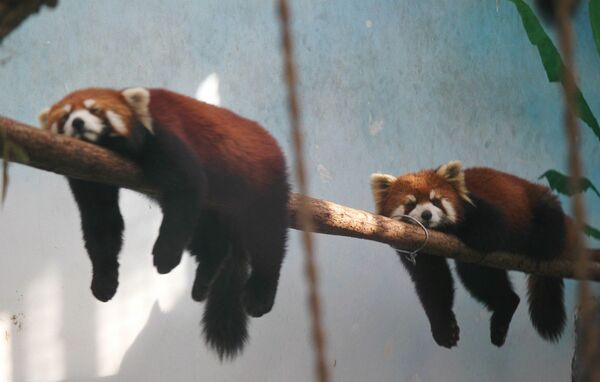 Красные панды спят на ветке в зоопарке в Чжэнчжоу
