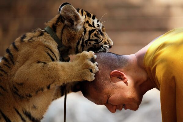 Буддийский монах играет с тигром в  Храме Тигра
