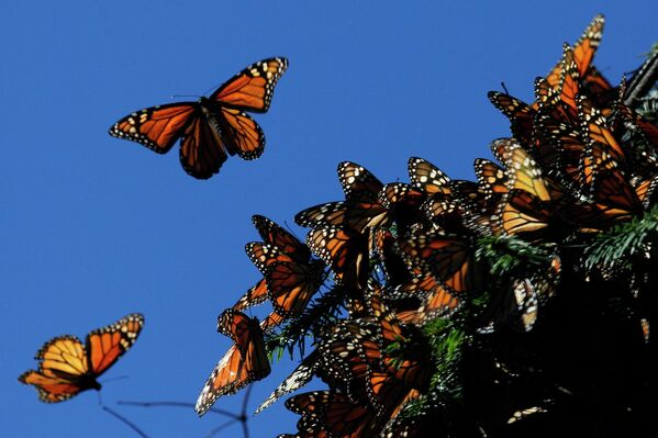 Бабочки монарх летают в святилище Эль Росарио