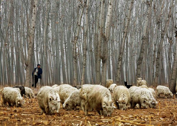 Пастух и козы на кукурузном поле. Окраина Пекина, Китай. 19 февраля 2015