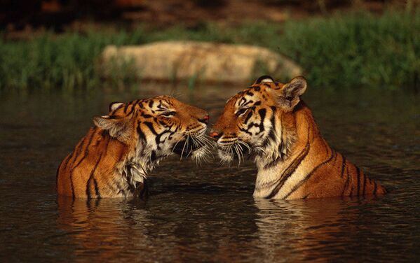 Стоковые фотографии по запросу Тигры