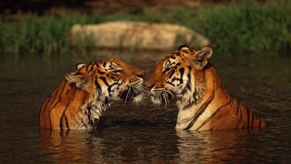 Бенгальские тигры, Таиланд. Архивное фото