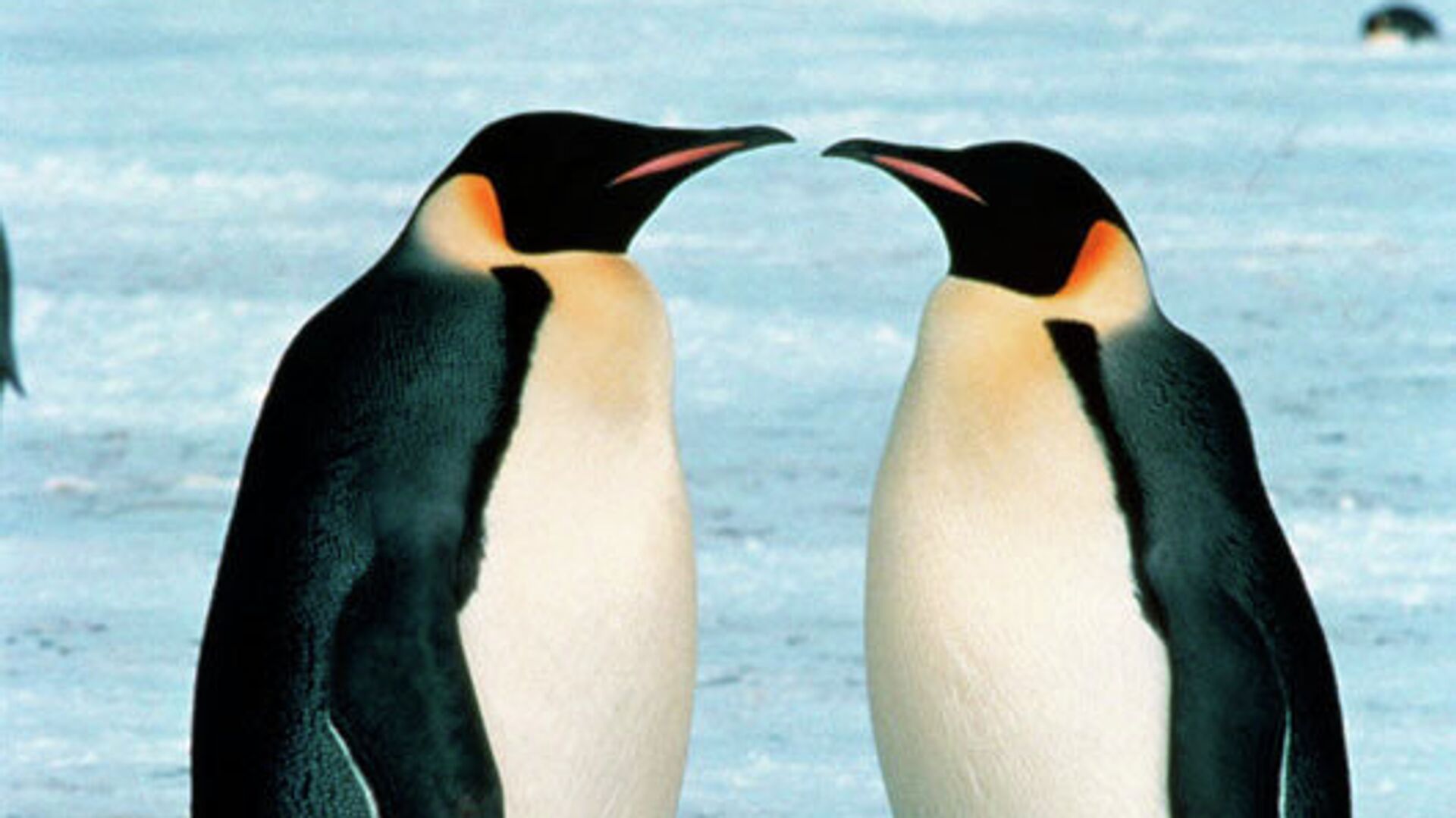 Пара императорских пингвинов в Антарктиде - РИА Новости, 1920, 24.08.2023