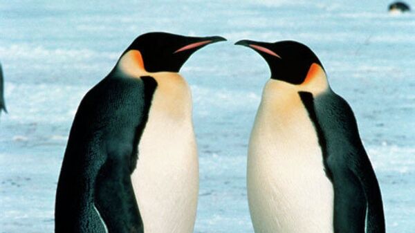 Пара императорских пингвинов в Антарктиде