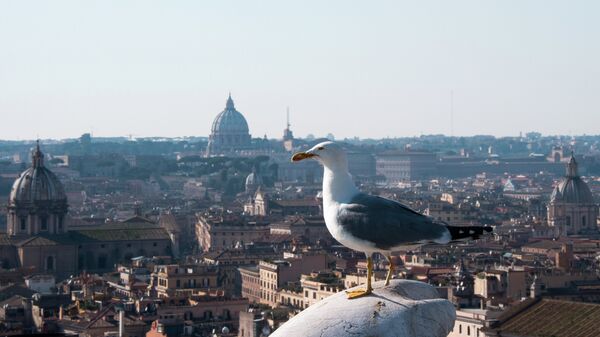 Чайка на крыше дома в Риме. Архивное фото