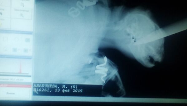 Рентгеновский снимок кота с ножом в голове