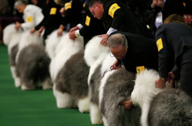 Выставка собак Westminster Kennel Club 2015 в Нью-Йорке