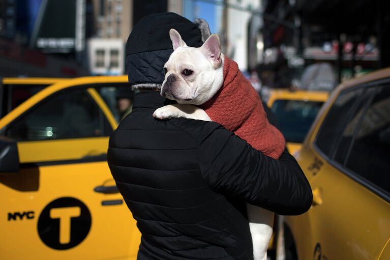 Выставка собак Westminster Kennel Club 2015 в Нью-Йорке