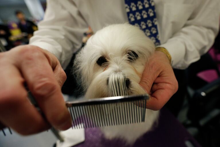 Выставка собак Westminster Kennel Club 2015 в Нью-Йорке