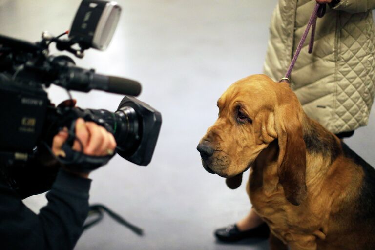 Выставка собак Westminster Kennel Club 2015 в Нью-Йорке