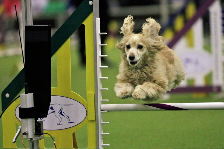 Кокер спаниель прыгает через препятствие на выставке собак Westminster Kennel Club 2015 в Нью-Йорке