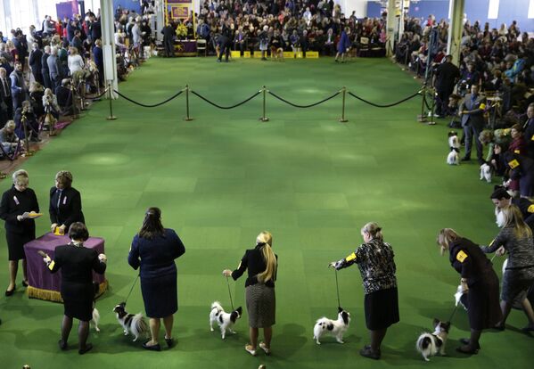 Выставка собак Westminster Kennel Club 2015 в Нью-Йорке