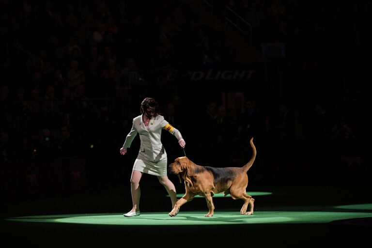 Выставка собак Westminster Kennel Club 2015 в Нью-Йорке