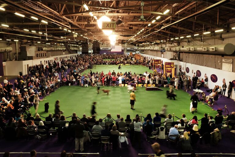 Выставка собак Westminster Kennel Club 2015 в Нью-Йорке