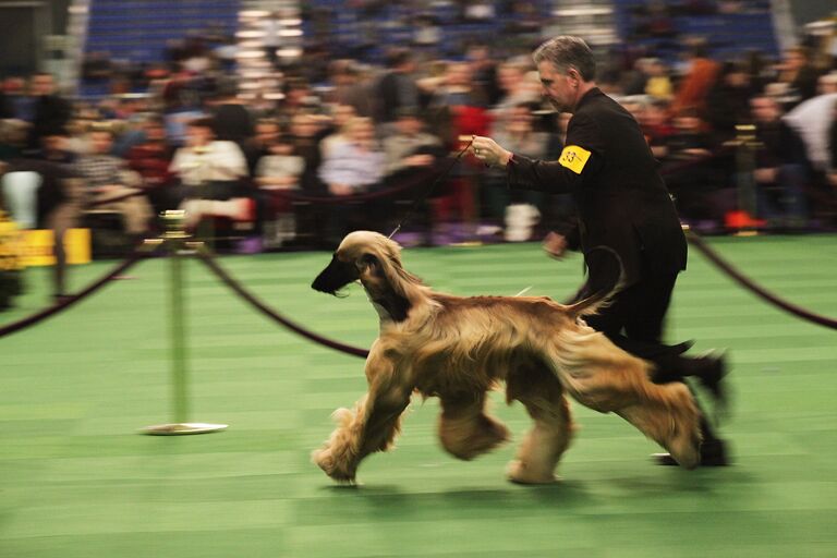 Афганская борзая перед судьями на выставке собак Westminster Kennel Club 2015 в Нью-Йорке