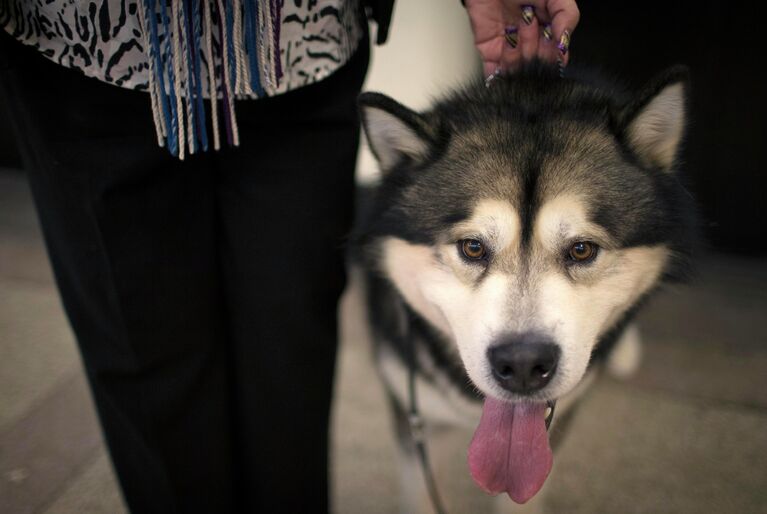 Аляскинский маламут на выставке собак Westminster Kennel Club 2015 в Нью-Йорке