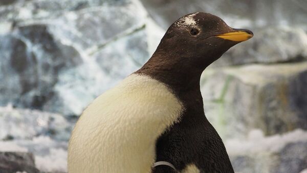 Папуанский пингвин. Архивное фото