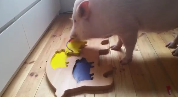 Свинья собирает пазл