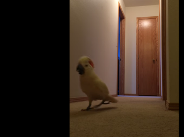 Попугай-спортсмен