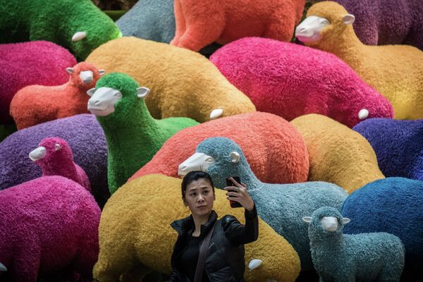 Женщина фотографируется на фоне овец
