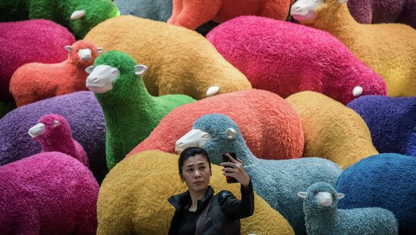 Женщина фотографируется на фоне овец