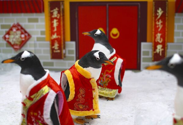 Пингвины одетые в традиционные костюмы в преддверии празднования китайского Нового года в зоопарке Харбина