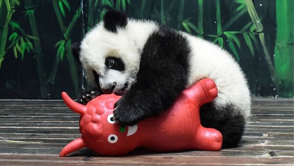 Детеныш панды играет с игрушкой в Сафари-парк в Гуанчжоу