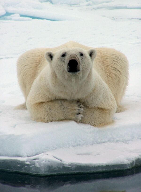 Белый медведь лежит на льдине