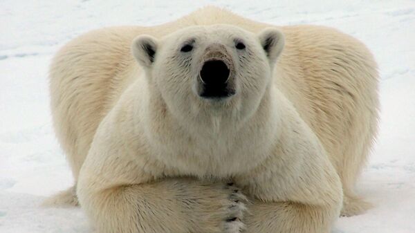 Белый медведь лежит на льдине. Архивное фото