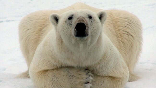 Белый медведь лежит на льдине. Архивное фото