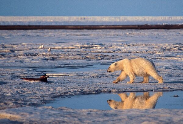 Белый медведь в Арктическом национальном заповеднике на Аляске