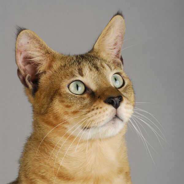 Кошка породы Чаузи