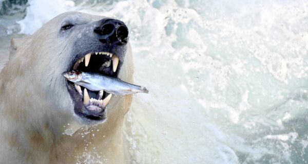 Полярный медведь питается рыбой в зоопарке Ганновера