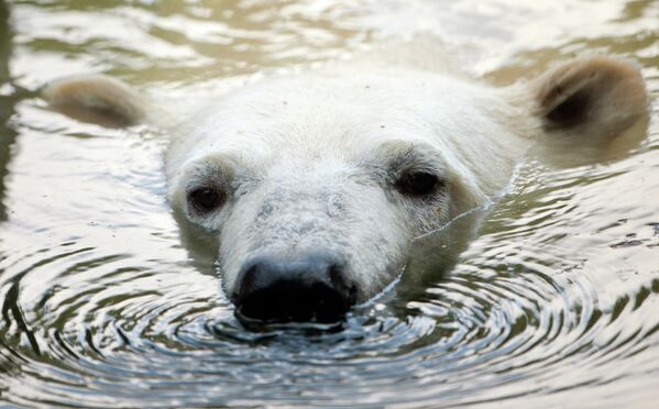 Полярный медведь плавает в зоопарке Tierpark Friedrichsfelde в Берлине