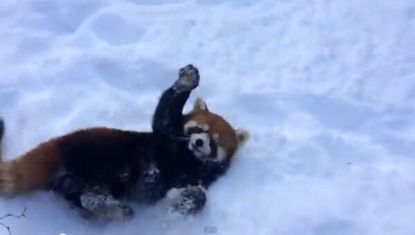 Красная панда в снегу. Кадр из видео.