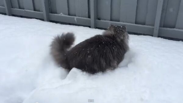 Кошка в снегу. Кадр из видео.